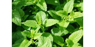 Comparison of Mint Flavoured Nicotine Pouches