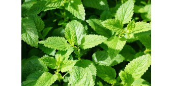 Comparison of Mint Flavoured Nicotine Pouches